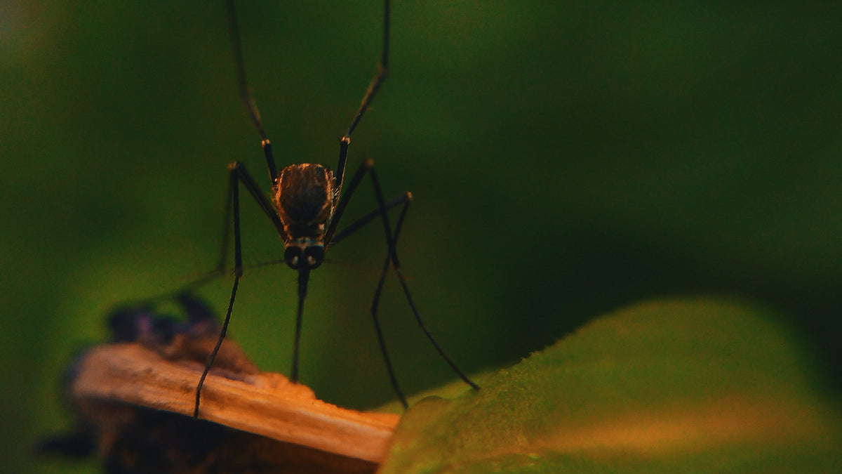 Zero Malaria Starts With You